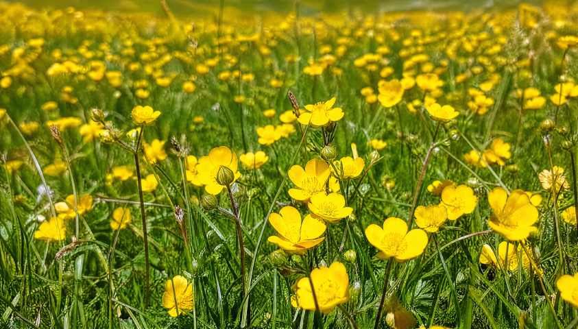 草原野花 黄色小花铺满草地 近景特写 4K 壁纸