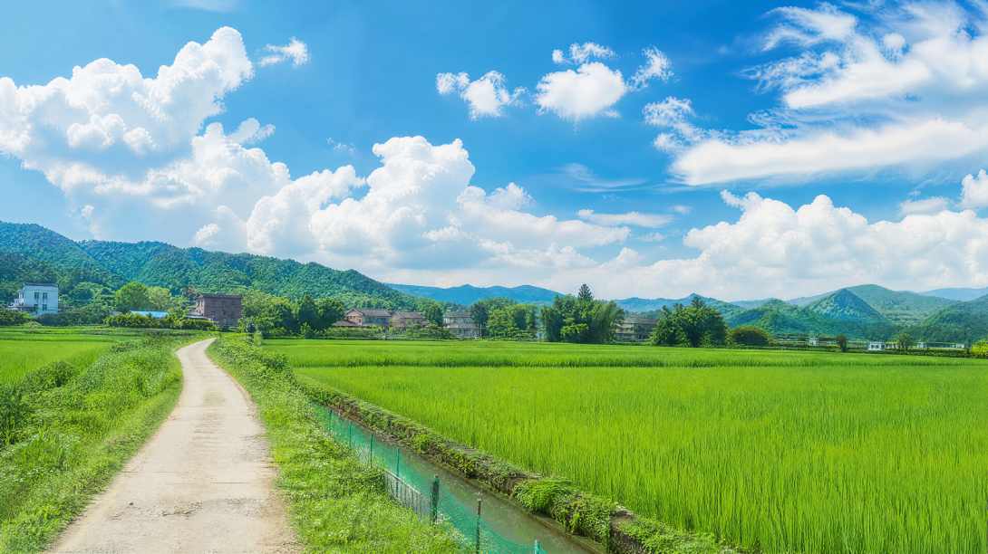 夏日稻田 嫩绿稻苗 蓝天白云 乡间小路 清新田园 4K壁纸