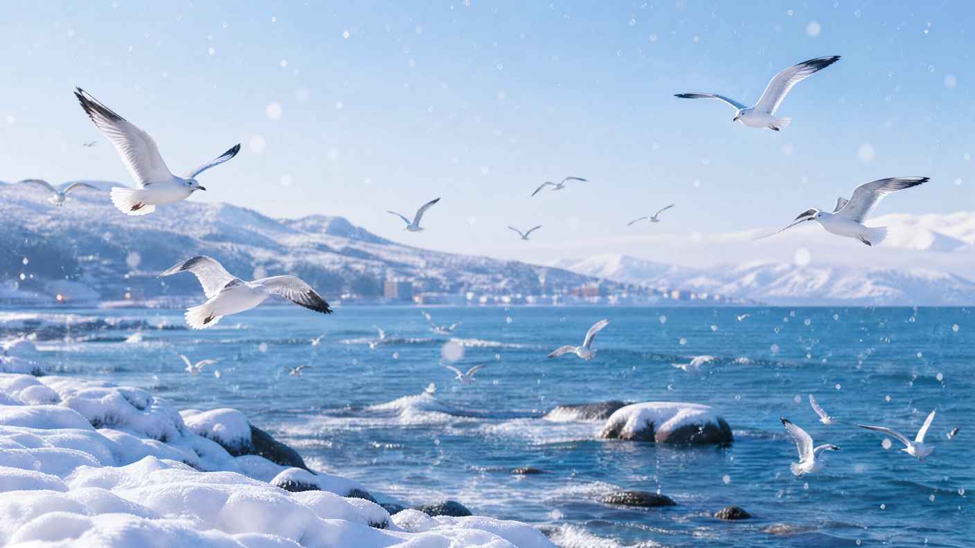 雪与海鸥 海边积雪 海鸥飞翔 冬日海岸 4K壁纸