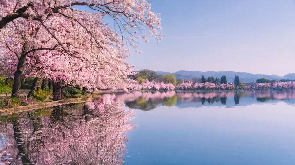 樱花与湖面 平静湖面 花树倒影 静谧春日 4K壁纸