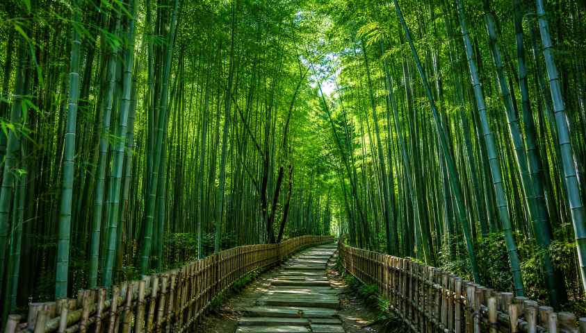 夏日竹林 翠竹成荫 斑驳光影 清凉空气 清新宁静 4K壁纸