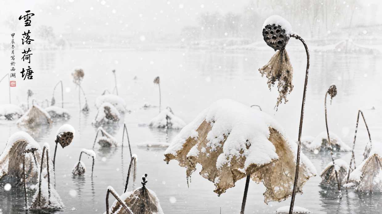 雪落荷塘 残荷积雪 水墨意境 清雅冬日 4K壁纸