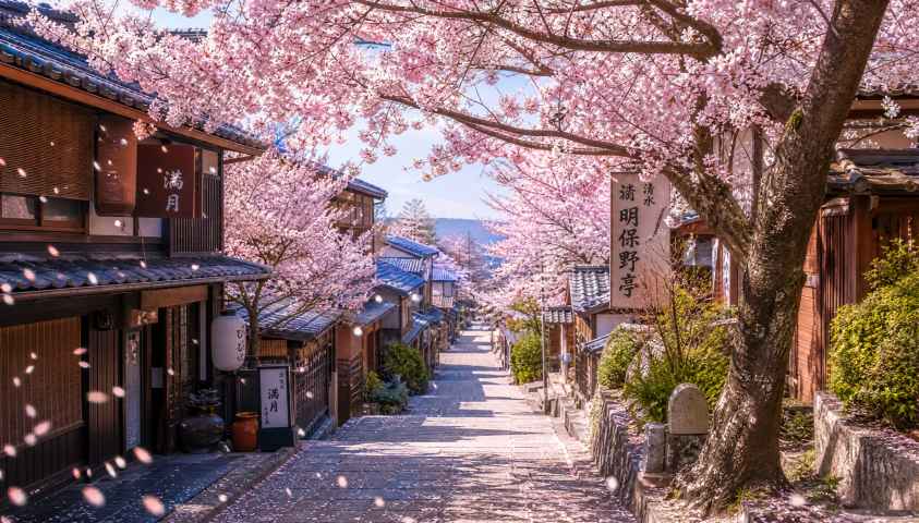 春日樱花街道 粉白花瓣飘落 日式街巷 清新治愈 4K壁纸