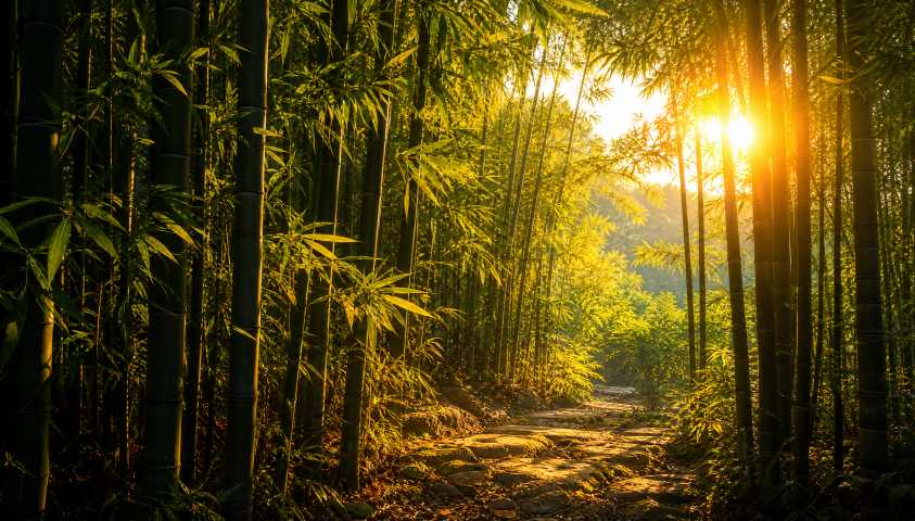 竹林夕阳 竹叶透光 地面斑驳 幽静温柔 唯美森林 4K 壁纸