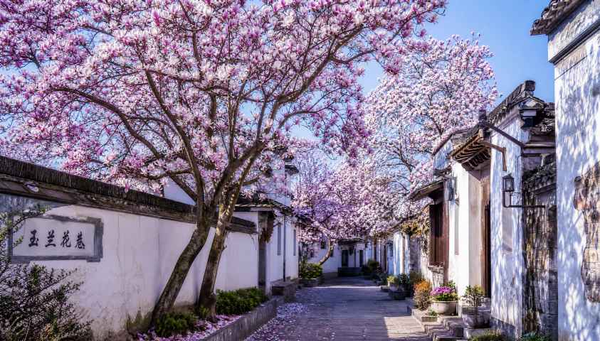 玉兰花巷 高大玉兰 白紫花盛 街巷春景 4K壁纸