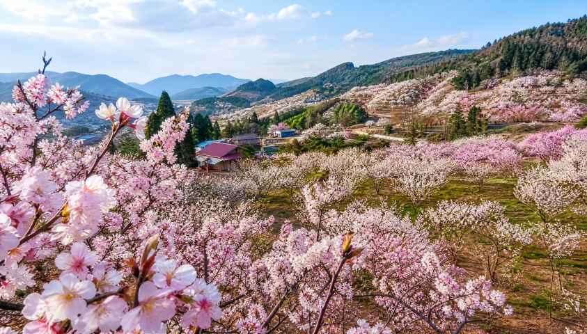 樱桃花海 山野果园 粉白花盛 春日农园 4K壁纸