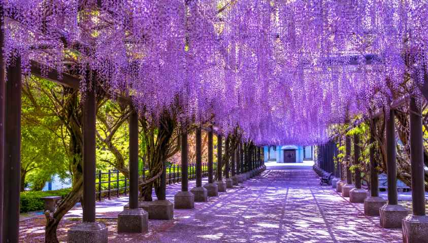 紫藤花廊 紫色花瀑 长廊光影 浪漫春日 4K壁纸