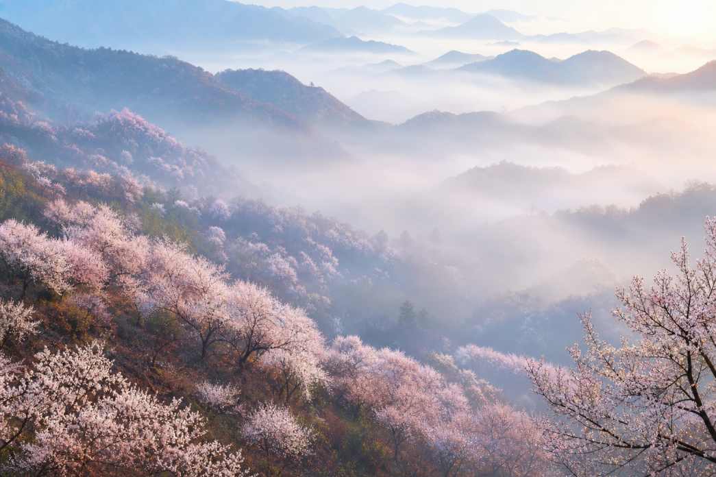 杏花林 粉白花树 山间晨雾 朦胧春日 4K壁纸
