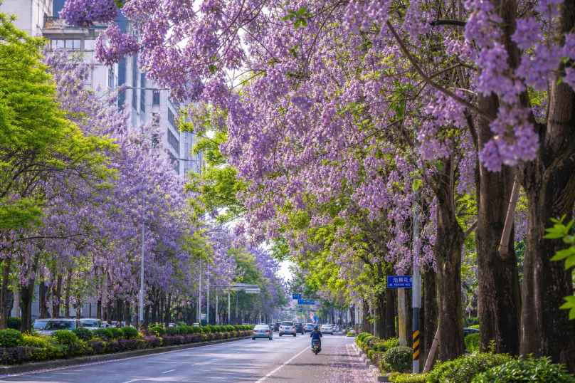 泡桐花道 紫色花串 高大树木 街道春景 4K壁纸