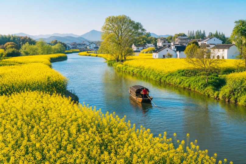 油菜花田河流 小河穿田 两岸金黄 水乡春景 4K壁纸