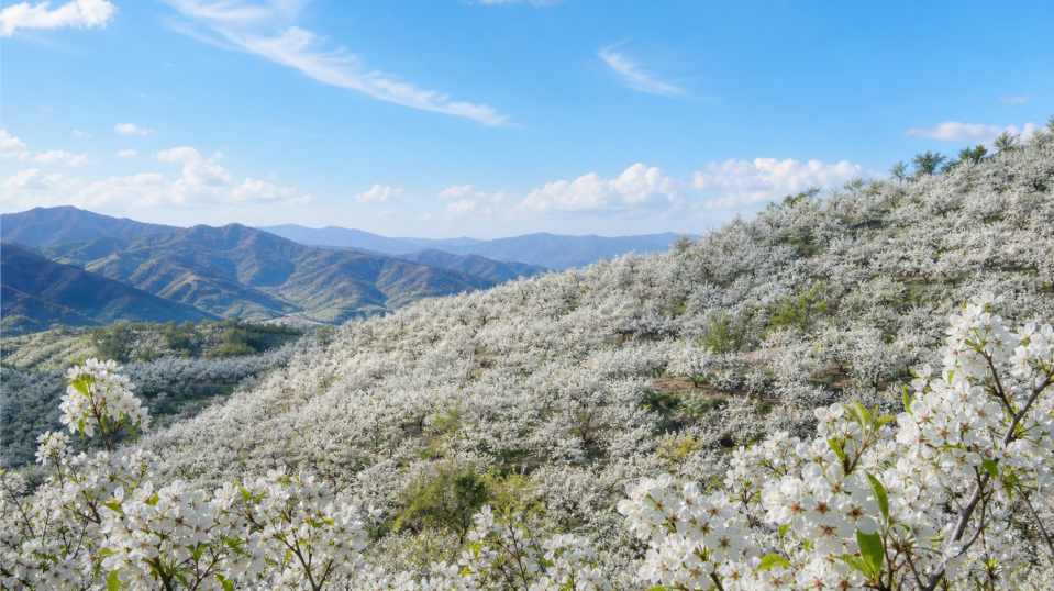 梨花香雪 千树梨花 山间晴日 纯净春日 4K壁纸