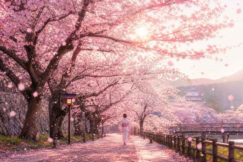 春日樱花雨 花瓣漫天飘落 漫步其间 浪漫治愈 4K壁纸