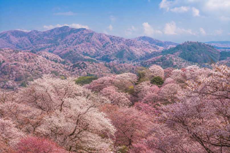 樱花花海 漫山遍野 粉白交织 春日盛景 4K壁纸