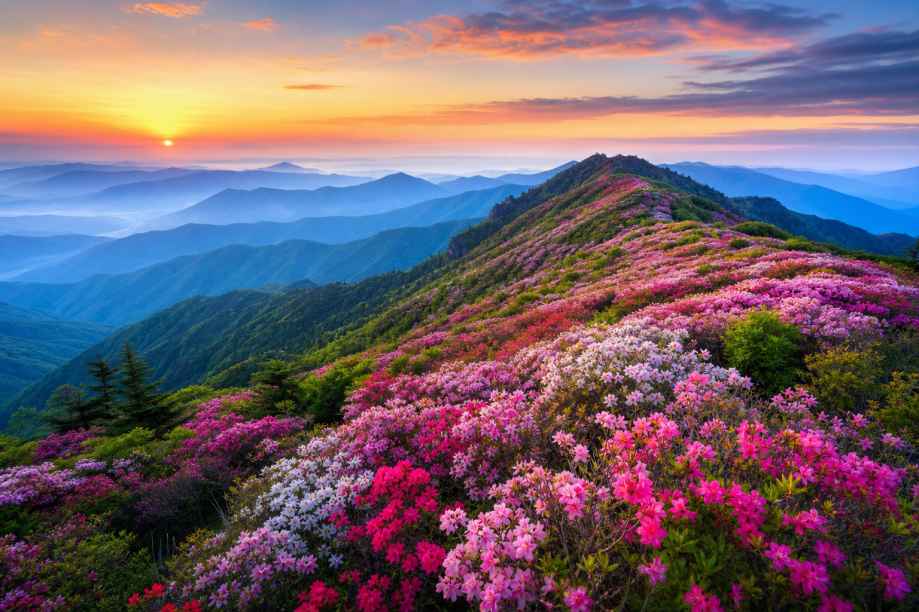 杜鹃花海山脊 山脊花带 远山连绵 壮阔春景 4K壁纸