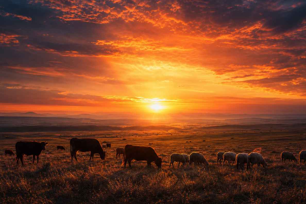 草原夕阳 地平线燃烧 牛羊剪影 辽阔温柔 唯美自然 4K 壁纸