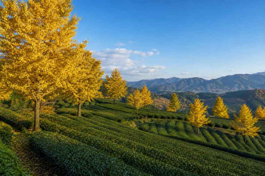 银杏与茶园秋色 茶园坡地 几株银杏 清新秋景 4K壁纸