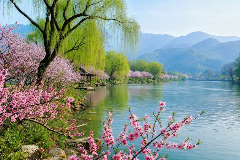 春日江畔花柳 柳树新绿 桃花盛开 江岸春景 4K壁纸