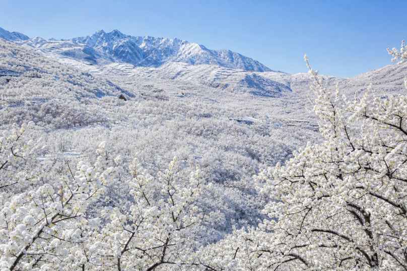 梨花海 千树万树梨花开 山间晴雪 纯净春日 4K壁纸