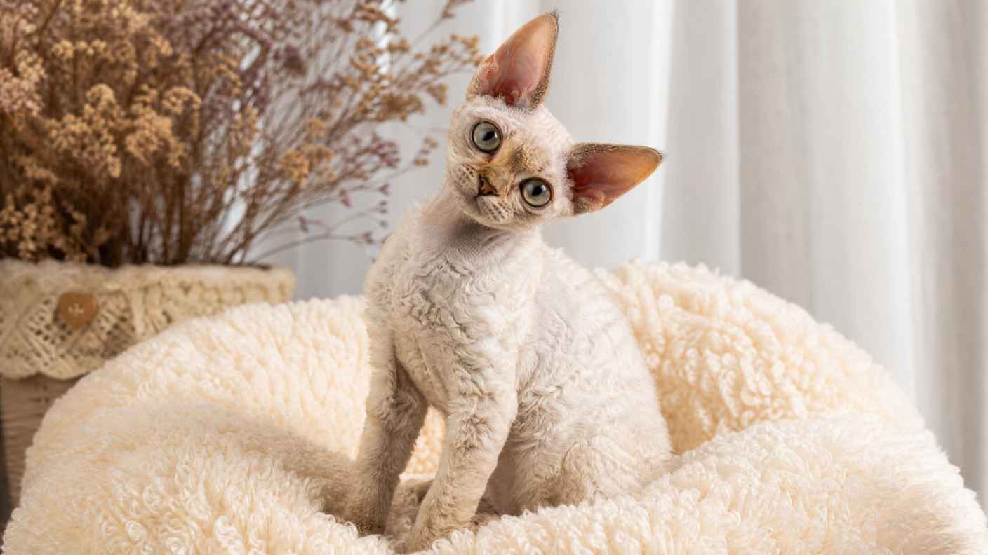 德文卷毛猫与毛绒坐垫 卷毛灵动 歪头张望 别致软萌 4K壁纸