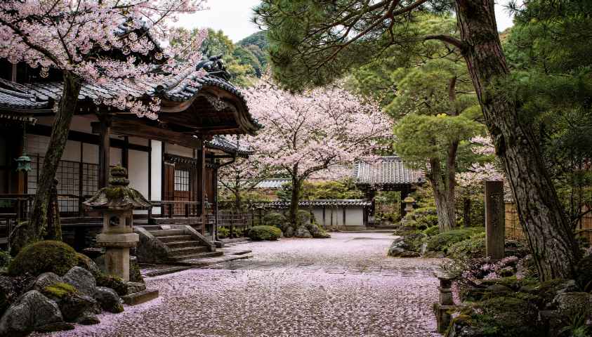 古寺春日庭院 松柏苍翠 落樱满地 禅意春日 4K壁纸