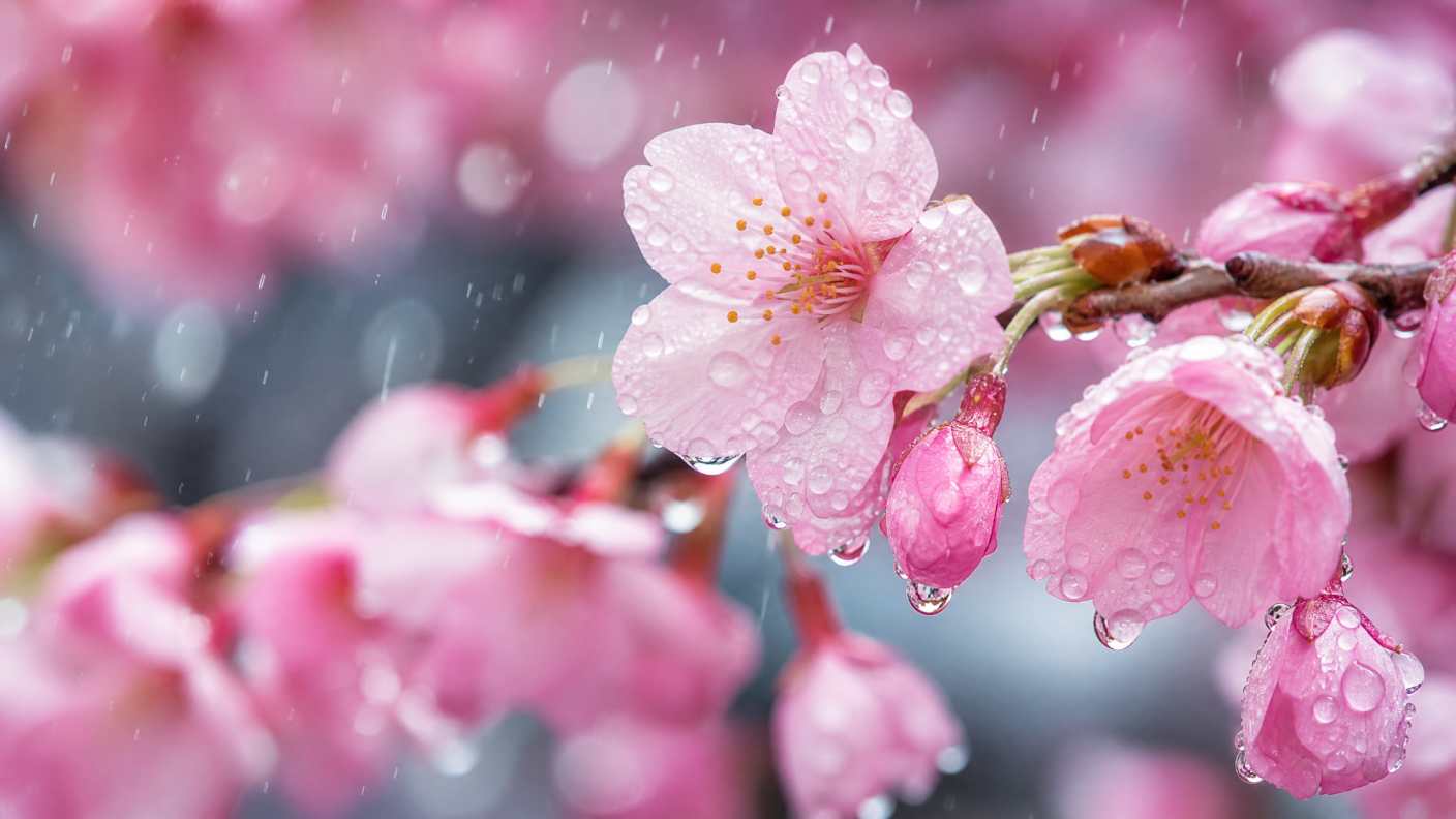 雨中的樱花，水滴，粉色花瓣，清新，微距